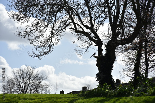 Canvas Print Dark branches with no leaves in autumn against a cloudy sky in a park in Dublin,