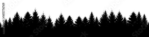 Pine trees forest silhouette. Evergreen coniferous silhouette, nature spruce tree park view.