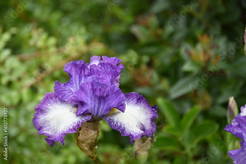 Photography A close-up macro shot if a beautiful purple, lilac and white iris flower in a ga