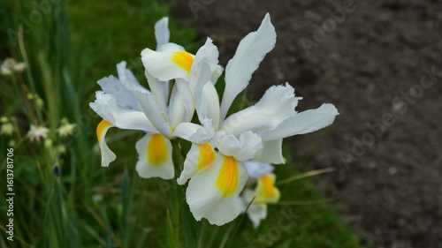 Photography A close-up of white Iris flowers in a garden in Dublin, Ireland