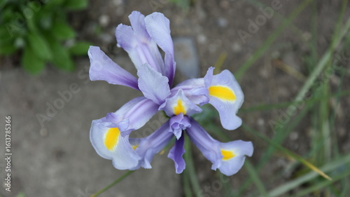 Photography Lovely lilac iris flowers in a park in Dublin, Ireland in the summer