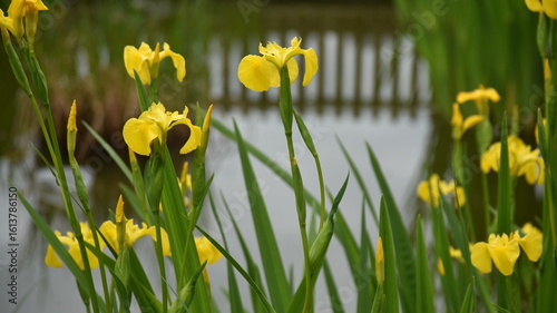 Canvas Print Lovely yellow iris flowers in a park in Dublin, Ireland in the summer