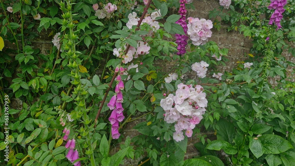 Obraz premium Beautiful colourful flowers in a garden with purple, white and pink flowers in Ireland