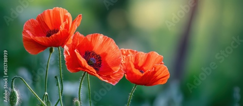close-up of blooming red poppies in golden sunlight, vivid contrast with green background, hyper detailed petals and texture, natural copy space in the middle