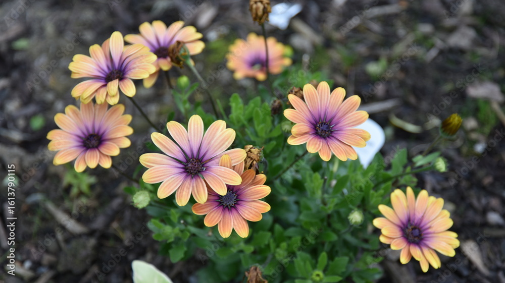 Fototapeta premium Beautiful Dimorphotheca ecklonis (Cape Marguerite) flowers in the garden