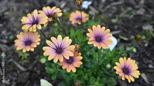 Beautiful Dimorphotheca ecklonis (Cape Marguerite) flowers in the garden