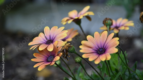 Beautiful Dimorphotheca ecklonis (Cape Marguerite) flowers in the garden