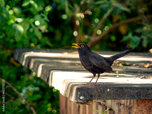 Eine Amsel beim Zwitschern