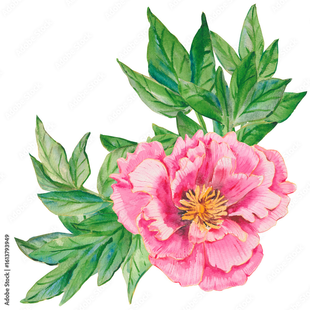 Obraz premium Pink flower. Watercolor peony head with green leaves isolated on white. Hand drawn pink peony illustration for floral design, wallpapers, fashion, backgrounds, textures, DIY, wrappers, cards