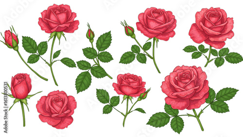 Beautiful rose blooms design elements for romantic invitations and floral arrangements, originally a vector