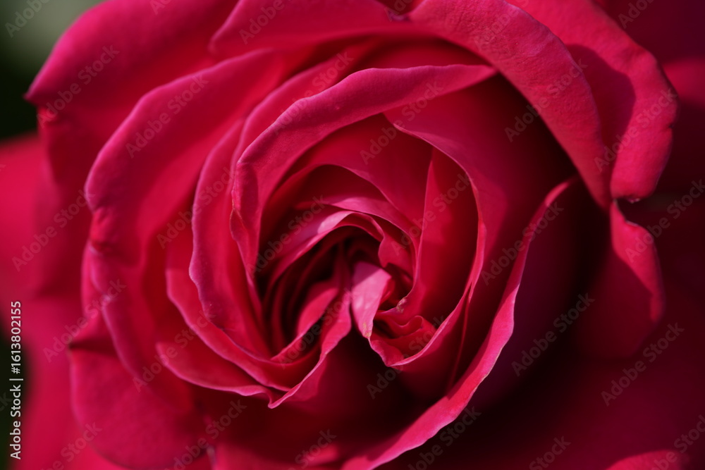 Obraz premium quantum Cambridge valentine roses on different scales and with macro photography