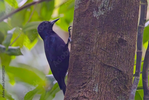 Guadaloupe Woodpecker, (Melanerpes herminieri), close on a tree trunk, an endemic to Guadaloupe, West Indies. Conservation status: Near Threatened (Population decreasing).