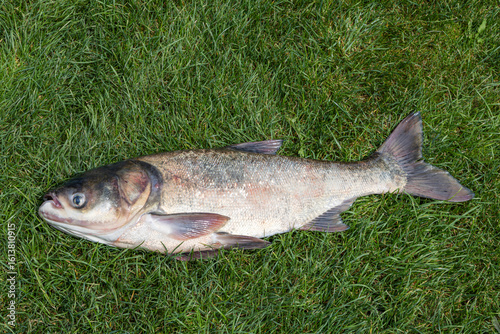 Obraz na plátně Bighead carp fish lying on grass