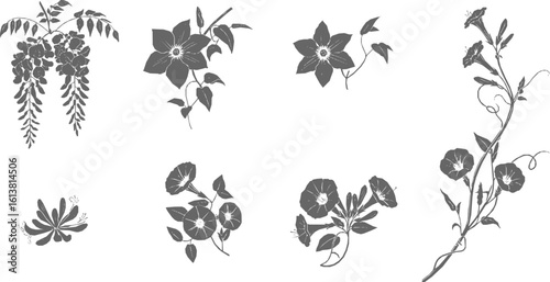 Set of flowers, climbing and vining flowers including wisteria, clematis, morning glory, honeysuckle, and trumpet vine in black on white background, elegant Silhouette vector logo style