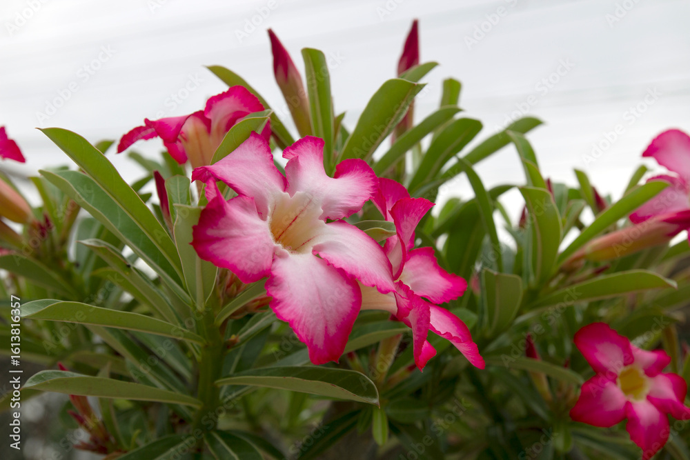 Obraz premium Adenium obesum, commonly known as the desert rose