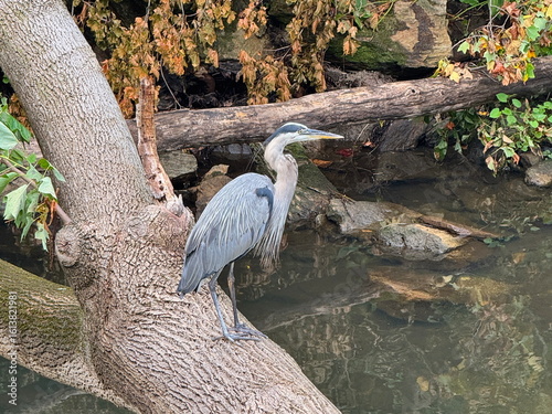 Beautiful great blue heron standing on the trunk in Bronx River, New York