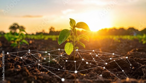 A young plant grows in soil at sunrise, connected by a digital network symbolizing technology and nature integration.
