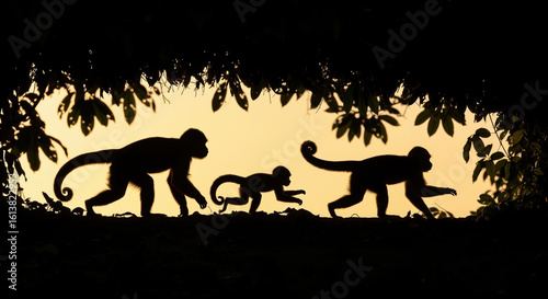 Monkey family silhouettes walking on branch at sunset. Primates in natural forest habitat for wildlife conservation and behavioral studies campaigns
