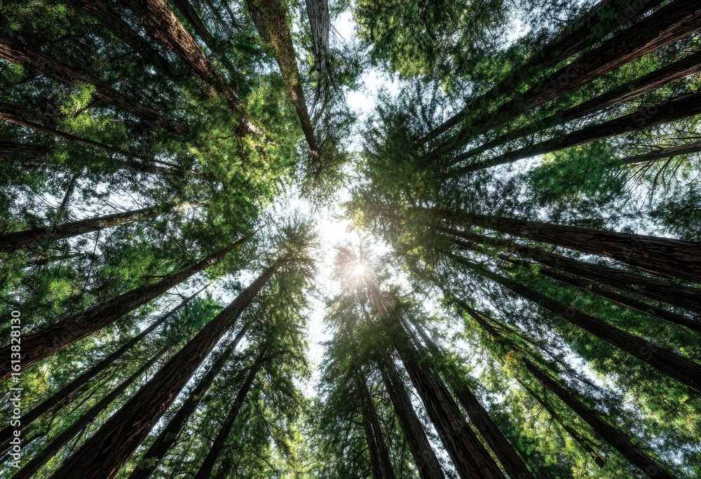Obraz premium Lush forest canopy viewed from below