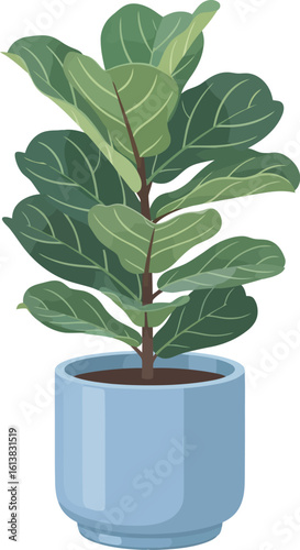 A vibrant potted fiddle-leaf fig plant, showcasing lush green leaves.