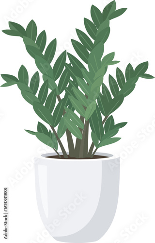 A potted Zamioculcas zamiifolia plant with green leaves in a white pot, displayed against a white background.