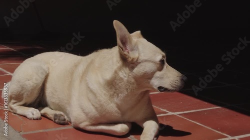 Tan Dog Resting in Sunny Garage