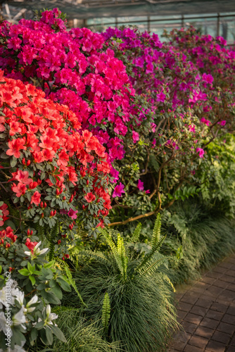 Wallpaper Mural Vibrant pink bushes of azalea flowers Torontodigital.ca