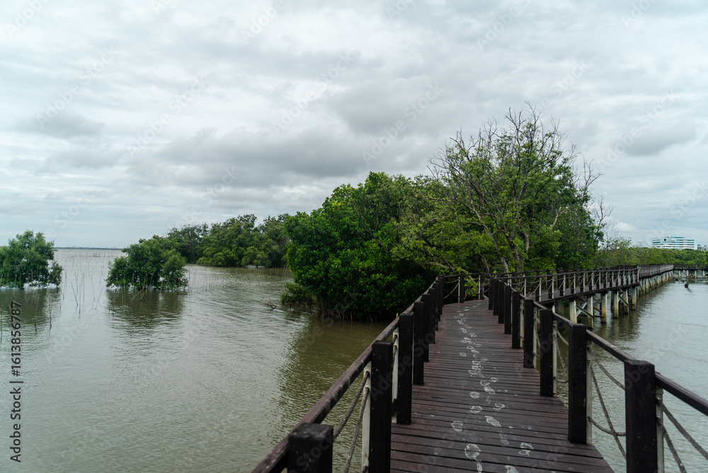 Naklejka premium Scenic Boardwalk Through Lush Mangrove Forest