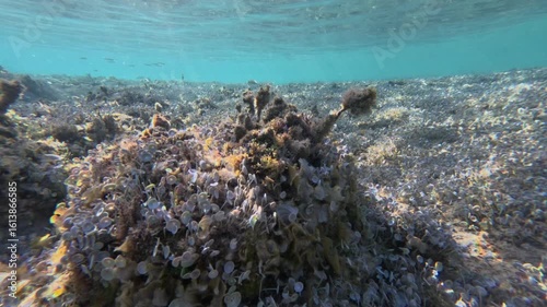 This underwater video showcases the vibrant textures of coral reefs illuminated by sunlight, capturing the marine ecosystem's beauty and complexity beneath the ocean's surface.