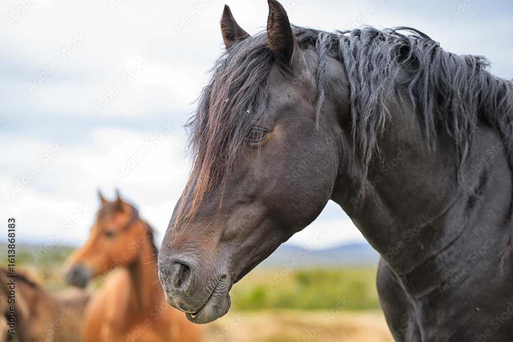 Fototapeta premium The portrait of three horses in the herd.