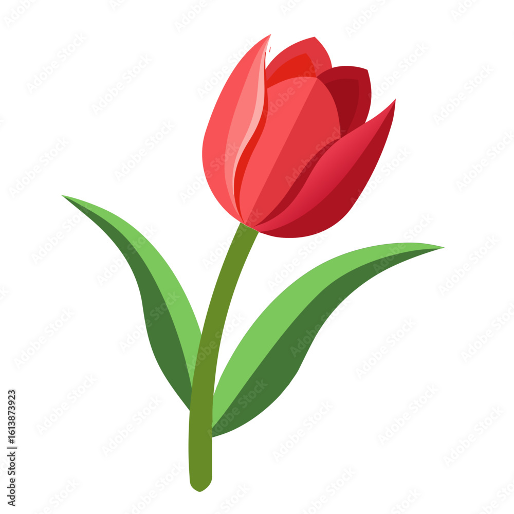 Fototapeta premium Red single tulip 