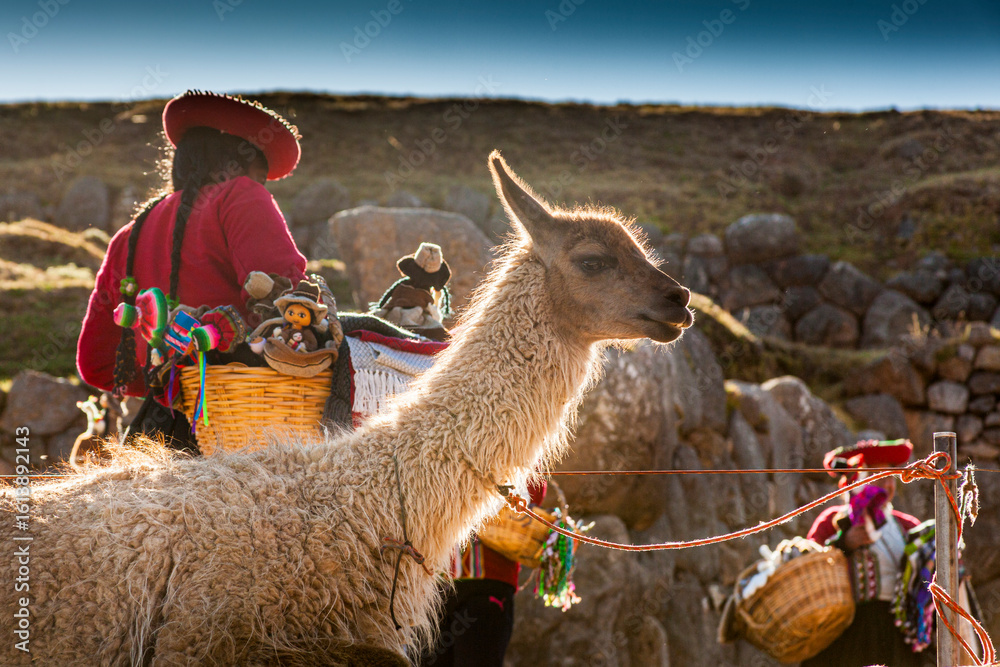 Fototapeta premium Indigenous women in traditional clothing with alpacas,Cusco, Peru