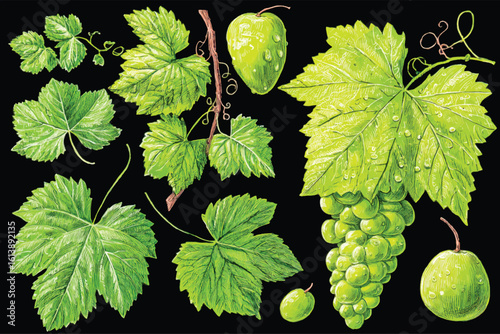 Detailed Grapevine Illustration with Green Leaves and Fruit a Vintage Style Botanical Art Isolated on Black Background