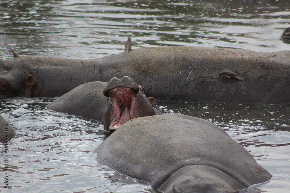 Fototapeta premium Hippopotamus in the water