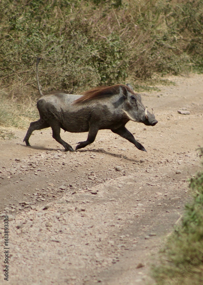 Fototapeta premium warthog on the beach