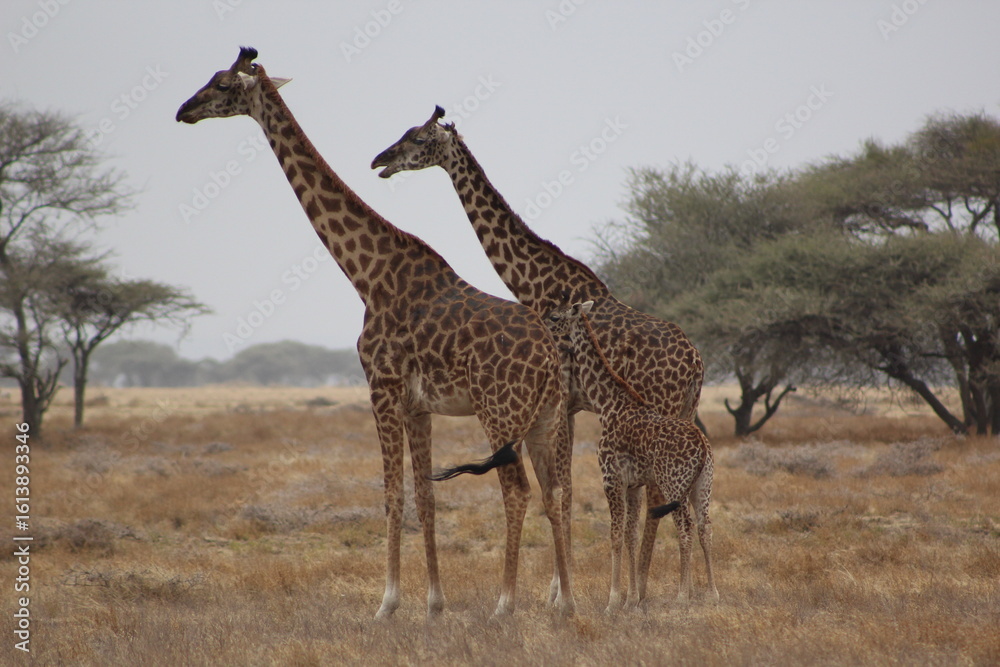 Obraz premium Giraffes in the wild 