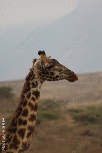 Photography Giraffes in the wild