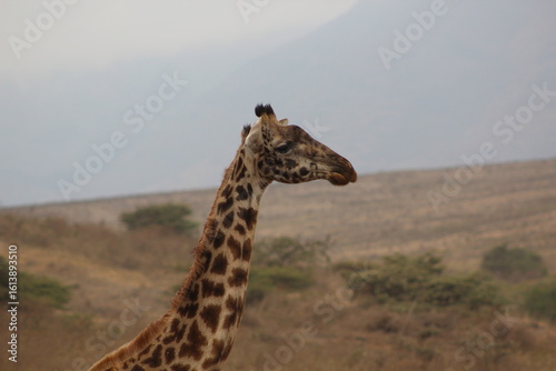 Photography Giraffes in the wild