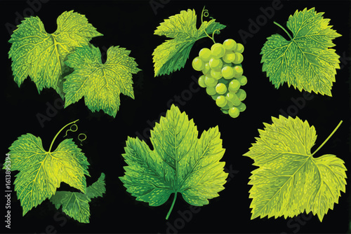 Green Grape Leaves and Bunch of Grapes on Black Background Perfect for Wine or Vineyard Design and Illustration Projects