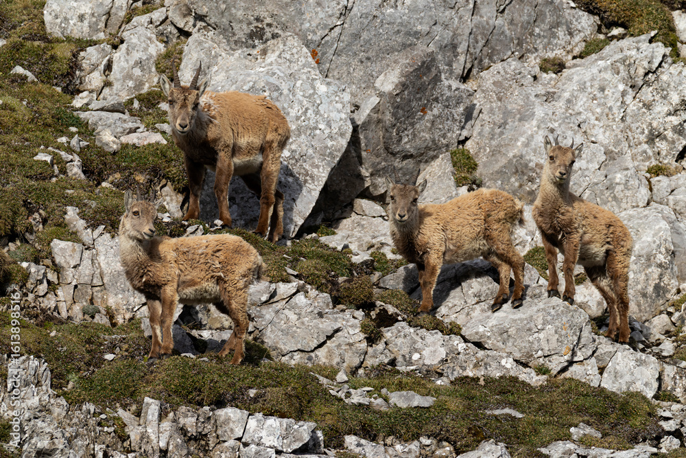 a group of four 2nd year Alpine ibex (Capra ibex) found above the river Lech in the austrian alps a group of four 2nd year Alpine ibex (Capra ibex) found above the river Lech in the austrian alps