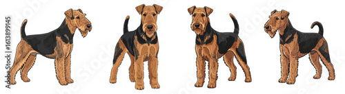 Cute Airedale Terrier dog different standing pose - detailed vector