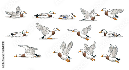 Collection of Mallard Ducks in Various Poses and Actions