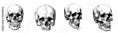 Set of black and white sketch of skulls in vintage style on white background for Halloween  