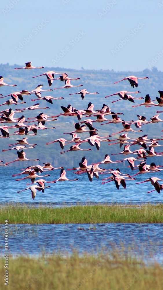 Fototapeta premium Flock of flamingo