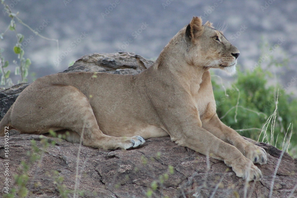 Fototapeta premium Lioness in the wild