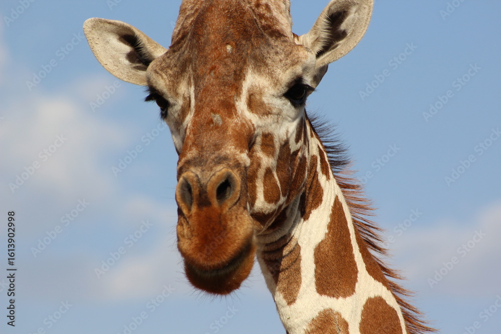 Fototapeta premium Giraffes