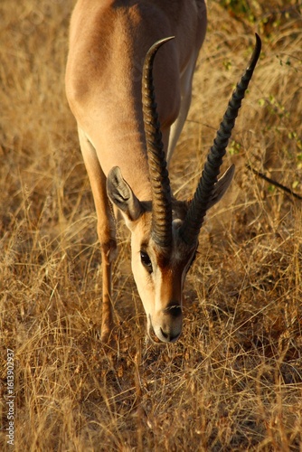 impala in the savannah