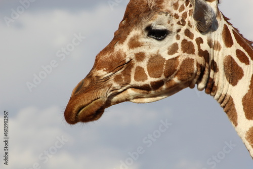 Photography Giraffes