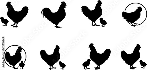Chicken silhouettes set, large pack of vector silhouette design, isolated white background