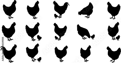 Chicken silhouettes set, large pack of vector silhouette design, isolated white background